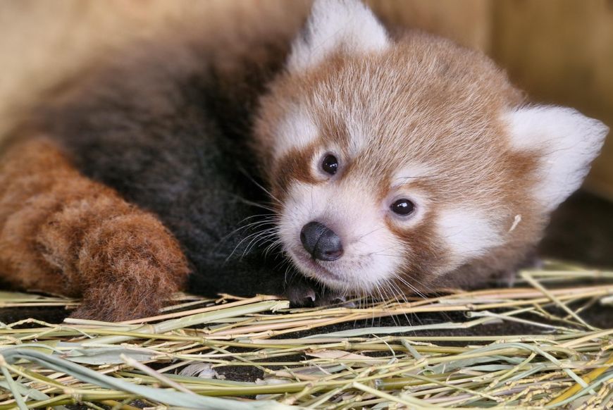 A baby red panda curled up on straw